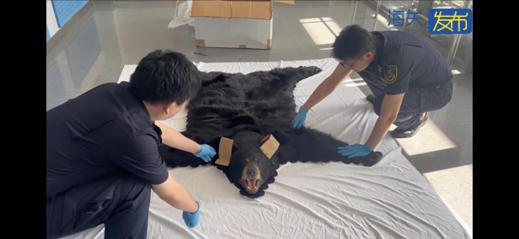 黑熊毛皮制地毯 受访者供图
